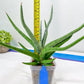 Sansevieria Quentin | Imported Plants | Rare Hybrid Species