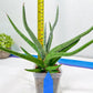Sansevieria Quentin | Imported Plants | Rare Hybrid Species