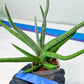 Sansevieria Quentin | Imported Plants | Rare Hybrid Species