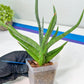 Sansevieria Quentin | Imported Plants | Rare Hybrid Species