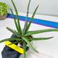 Sansevieria Quentin | Imported Plants | Rare Hybrid Species