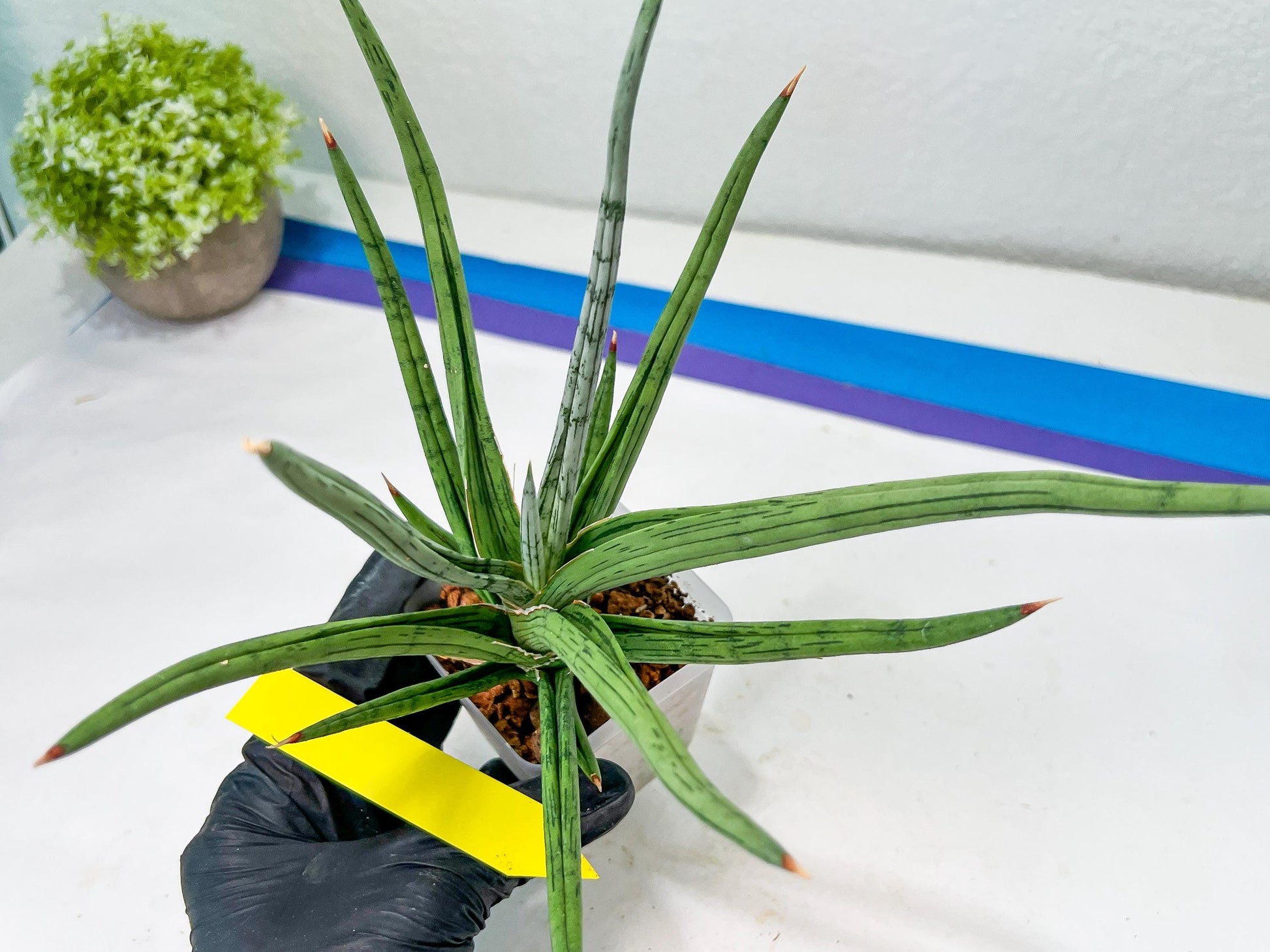 Sansevieria Quentin | Imported Plants | Rare Hybrid Species
