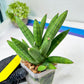 Sansevieria Mr. Hook Large (#C5) | Rare Imported House Plants
