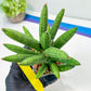 Sansevieria Mr. Hook Large (#C5) | Rare Imported House Plants