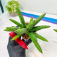 Sansevieria Mr. Hook Large (#C5) | Rare Imported House Plants