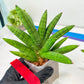 Sansevieria Mr. Hook Large (#C5) | Rare Imported House Plants