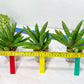 Sansevieria Mr. Hook Large (#C5) | Rare Imported House Plants