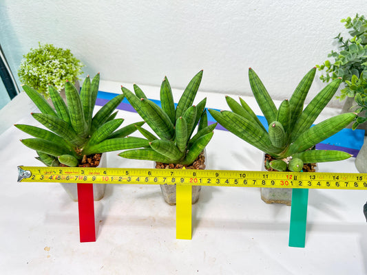 Sansevieria Mr. Hook Large (#C5) | Rare Imported House Plants