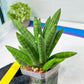 Sansevieria Mr. Hook Large (#C5) | Rare Imported House Plants