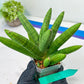 Sansevieria Mr. Hook Large (#C5) | Rare Imported House Plants