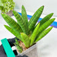 Sansevieria Mr. Hook Large (#C5) | Rare Imported House Plants