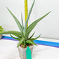 Sansevieria Swan Dancer XL | Imported Plants | Rare Hybrid Species