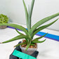 Sansevieria Swan Dancer XL | Imported Plants | Rare Hybrid Species