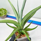 Sansevieria Swan Dancer XL | Imported Plants | Rare Hybrid Species