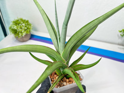 Sansevieria Swan Dancer (#C6) | Imported Plants | Rare Hybrid Species
