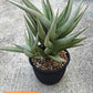 Sansevieria Chao Praya | Imported Plants | Rare Hybrid Species