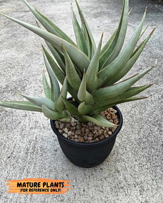 Sansevieria Chao Praya | Imported Plants | Rare Hybrid Species