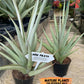 Sansevieria Chao Praya XL (#D1) | Imported Plants | Rare Hybrid Species