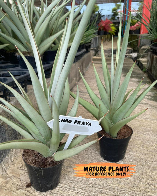 Sansevieria Chao Praya XL (#D1) | Imported Plants | Rare Hybrid Species