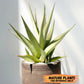 Sansevieria Lanta XL | Imported Plants | Rare Hybrid Species