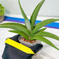 Sansevieria Lanta XL | Imported Plants | Rare Hybrid Species