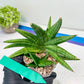 Sansevieria Moose | A Rare Plant a Day Keeps The Boredom Away