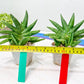 Sansevieria Moose | A Rare Plant a Day Keeps The Boredom Away