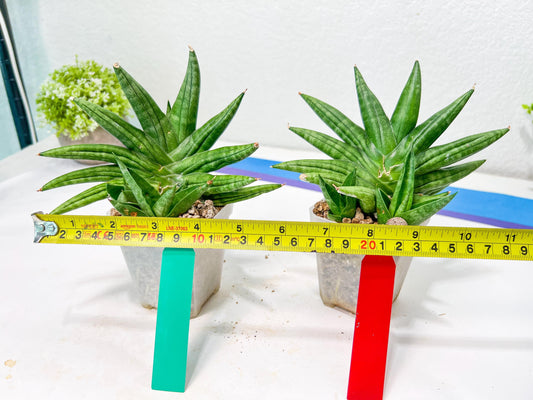 Sansevieria Moose | A Rare Plant a Day Keeps The Boredom Away