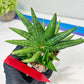 Sansevieria Moose | A Rare Plant a Day Keeps The Boredom Away
