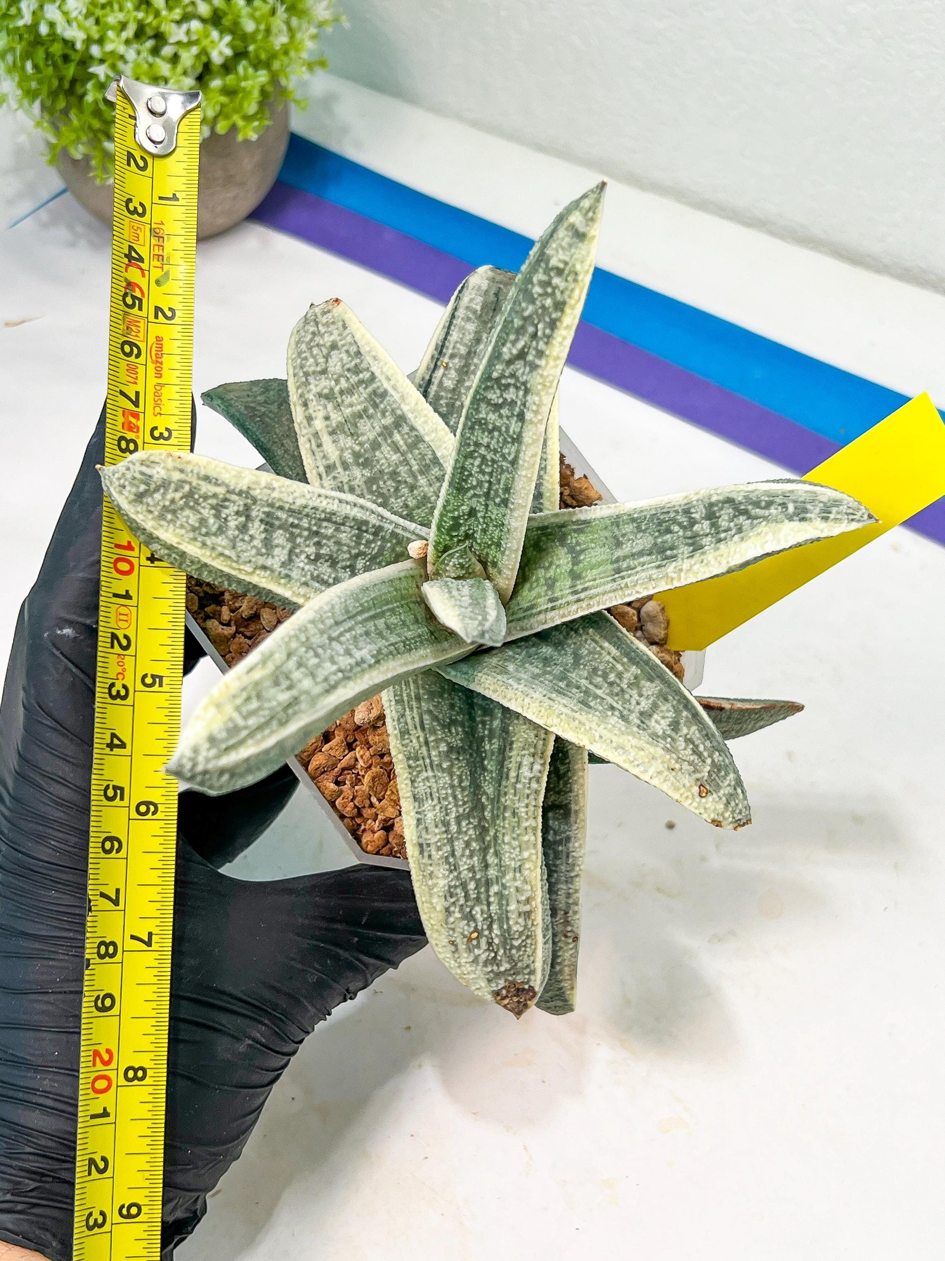 Gasteria Batesiana White Variegated | Imported Succulent