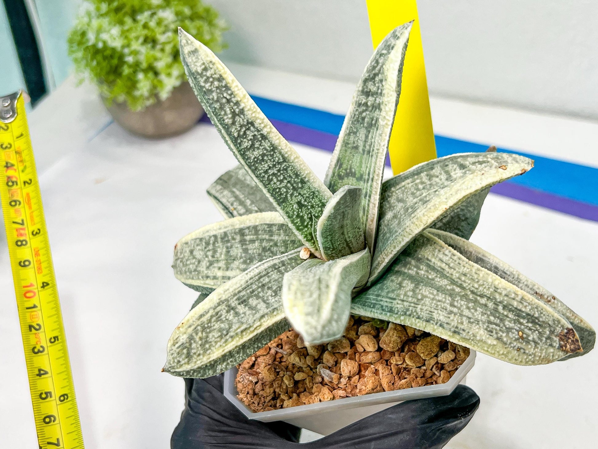 Gasteria Batesiana White Variegated | Imported Succulent