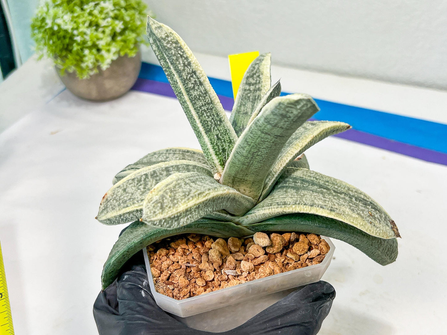 Gasteria Batesiana White Variegated | Imported Succulent