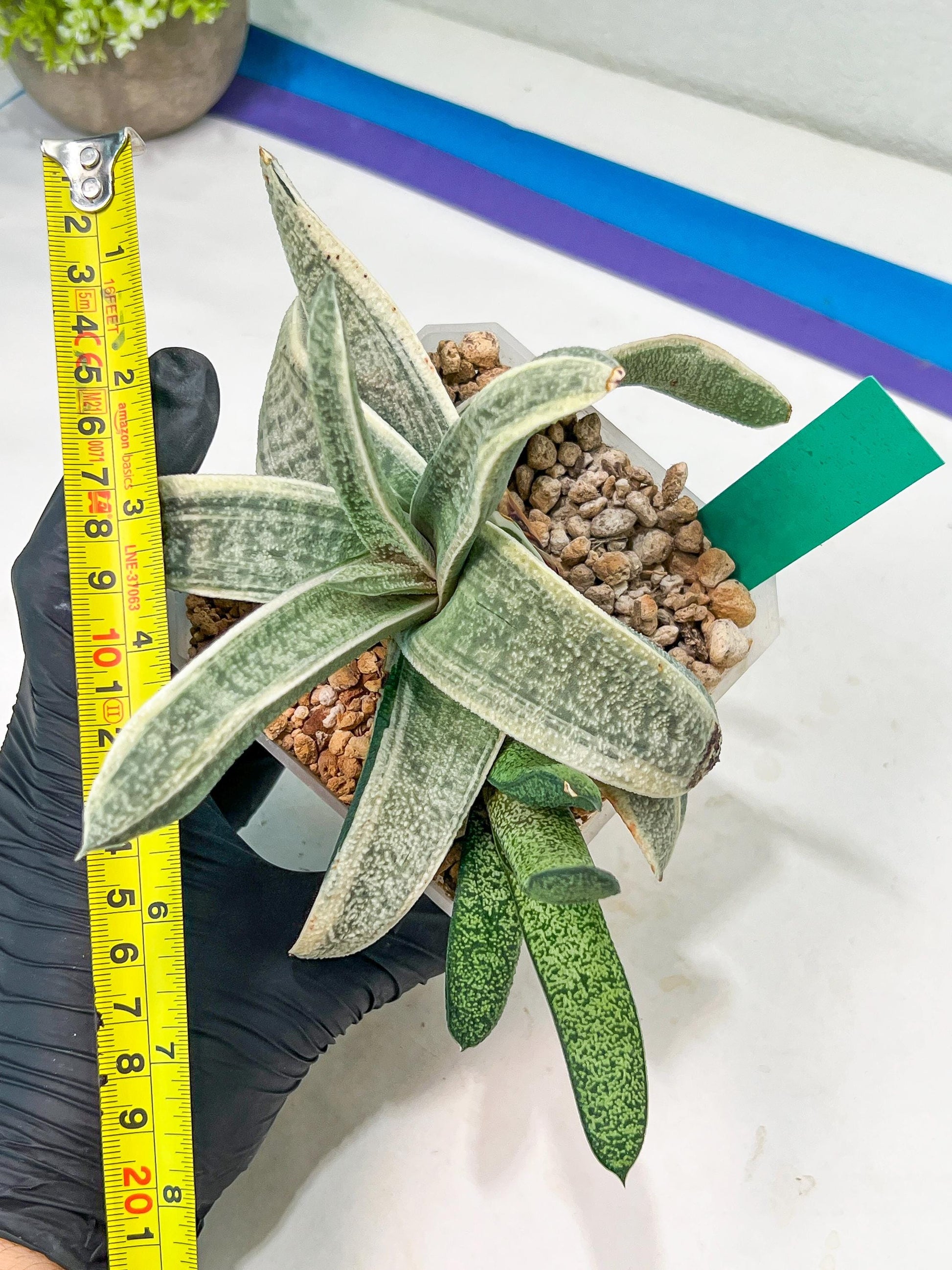 Gasteria Batesiana White Variegated | Imported Succulent