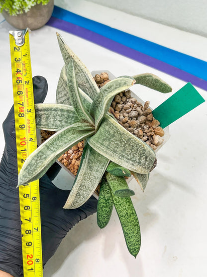 Gasteria Batesiana White Variegated | Imported Succulent