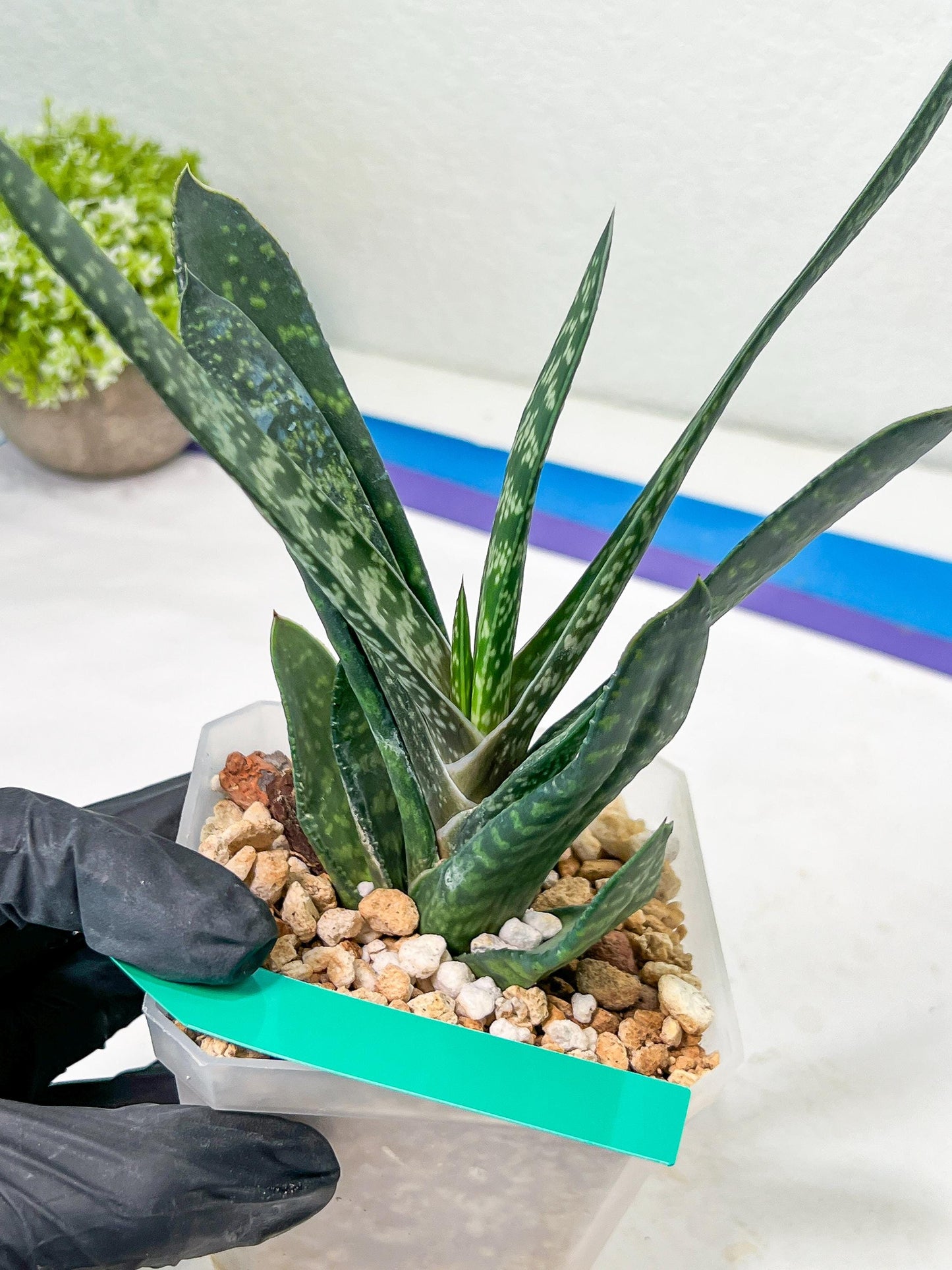 Gasteria Pillansii | South African Plants | Imported Plants