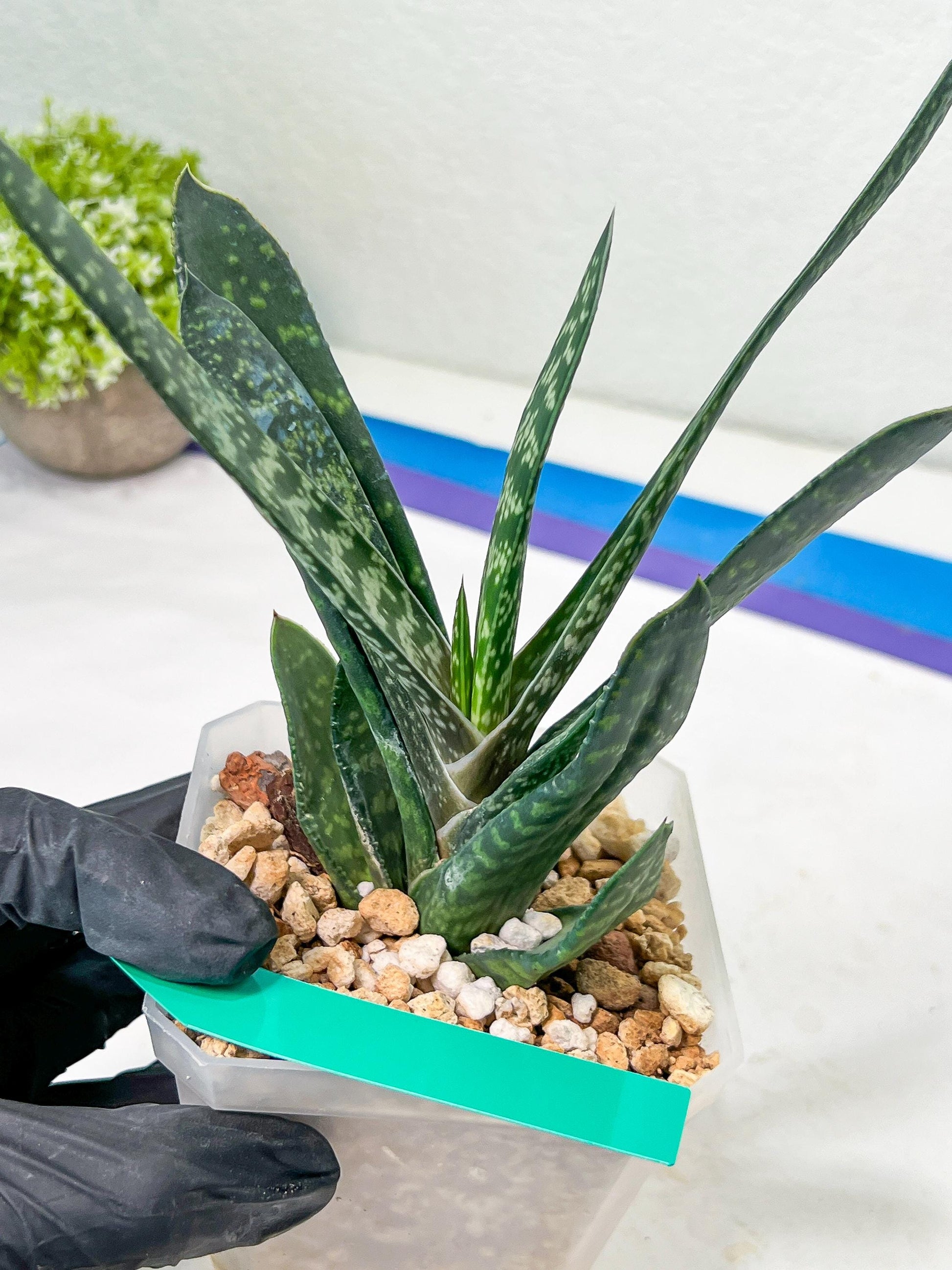 Gasteria Pillansii | South African Plants | Imported Plants