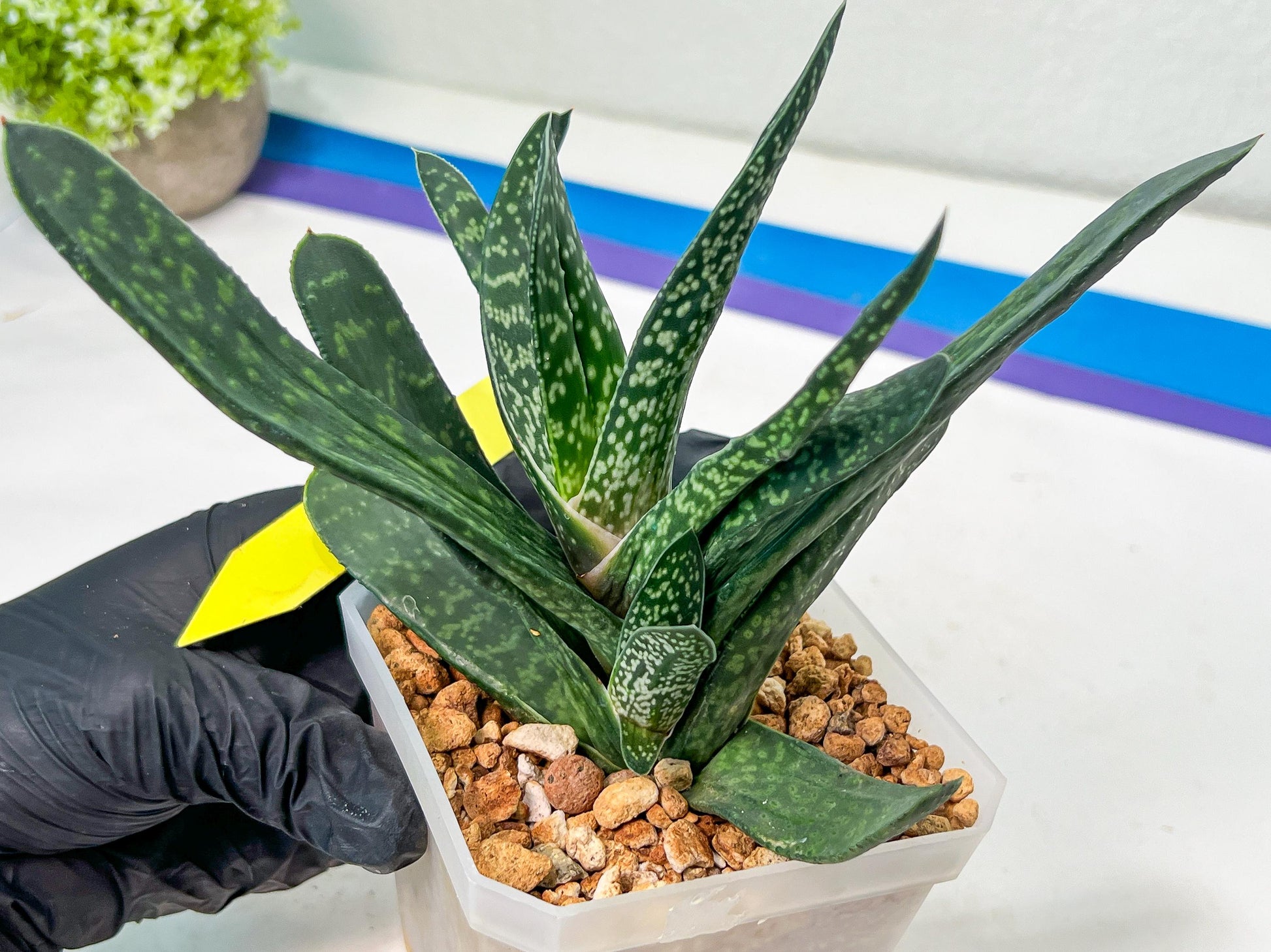 Gasteria Pillansii | South African Plants | Imported Plants