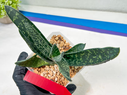 Gasteria Pillansii | South African Plants | Imported Plants