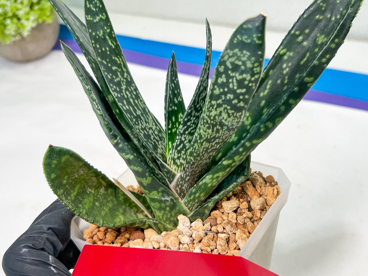 Gasteria Pillansii | South African Plants | Imported Plants