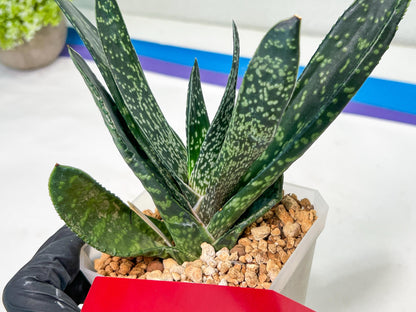 Gasteria Pillansii | South African Plants | Imported Plants