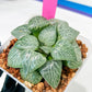 XL Haworthia Crystal or Sjuijig | Get yours before it’s gone | 4" Pot
