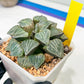 XL Haworthia Spring Thunder or Chun Hei Ju | 4" Pot