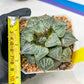 XL Haworthia Spring Thunder or Chun Hei Ju | 4" Pot