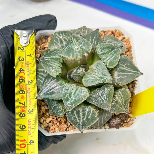 XL Haworthia Spring Thunder or Chun Hei Ju | 4" Pot