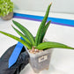 Sansevieria Patens Var XL (#A4) | Imported Plants