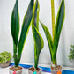 Sansevieria Trifasciata Lillian True Oil (G2) | Imported Plants