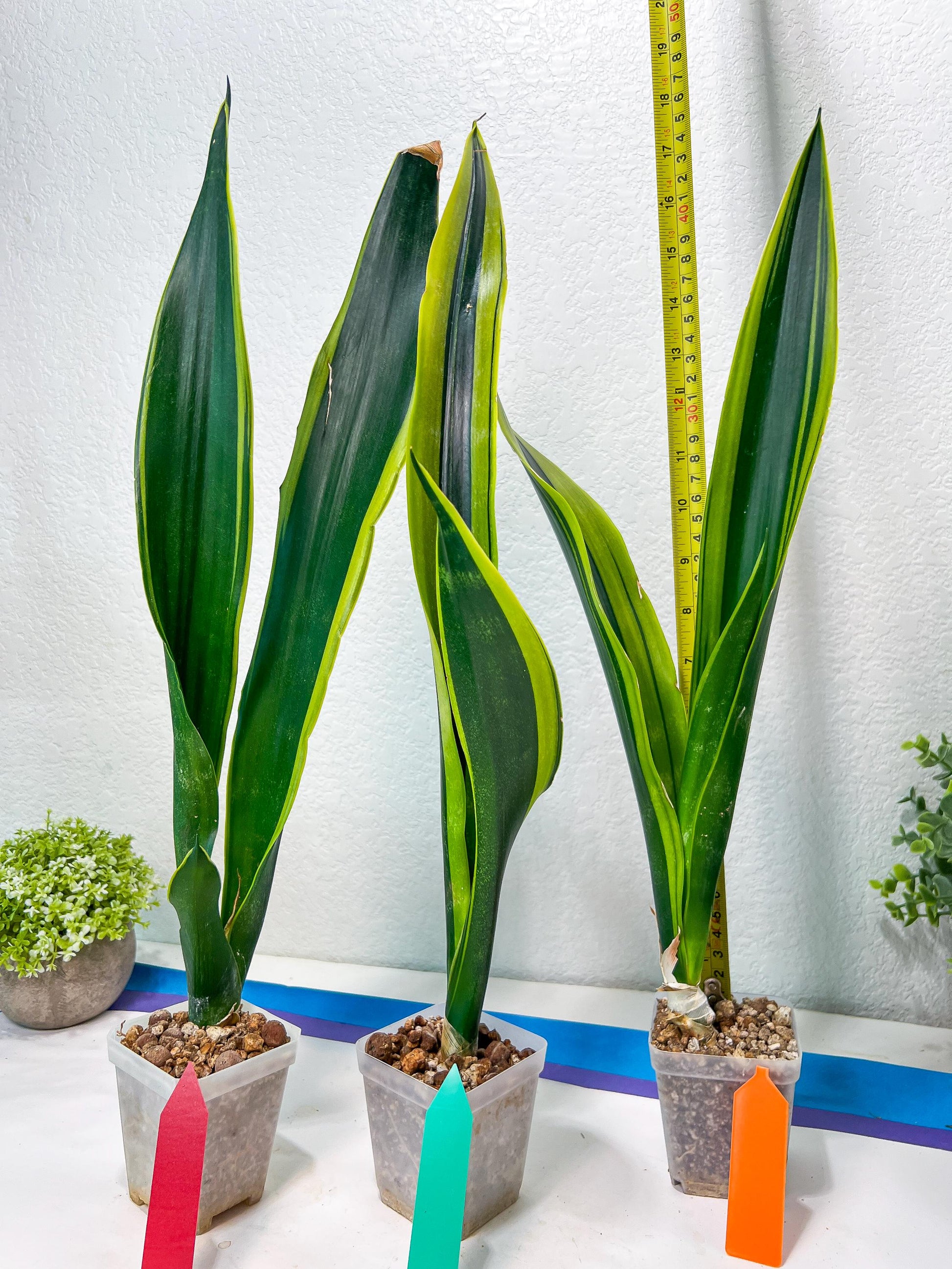 Sansevieria Trifasciata Lillian True Oil (G2) | Imported Plants