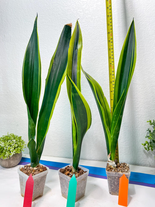 Sansevieria Trifasciata Lillian True Oil (G2) | Imported Plants