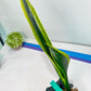 Sansevieria Trifasciata Lillian True Oil (G2) | Imported Plants