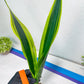Sansevieria Trifasciata Lillian True Oil (G2) | Imported Plants